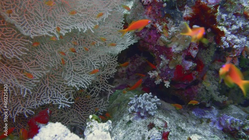 Soft Coral Broccoli and Colorful Fishes. Picture of broccoli coral Litophyton arboreum and colourful fish in the tropical reef of the Red Sea Dahab Egypt. photo