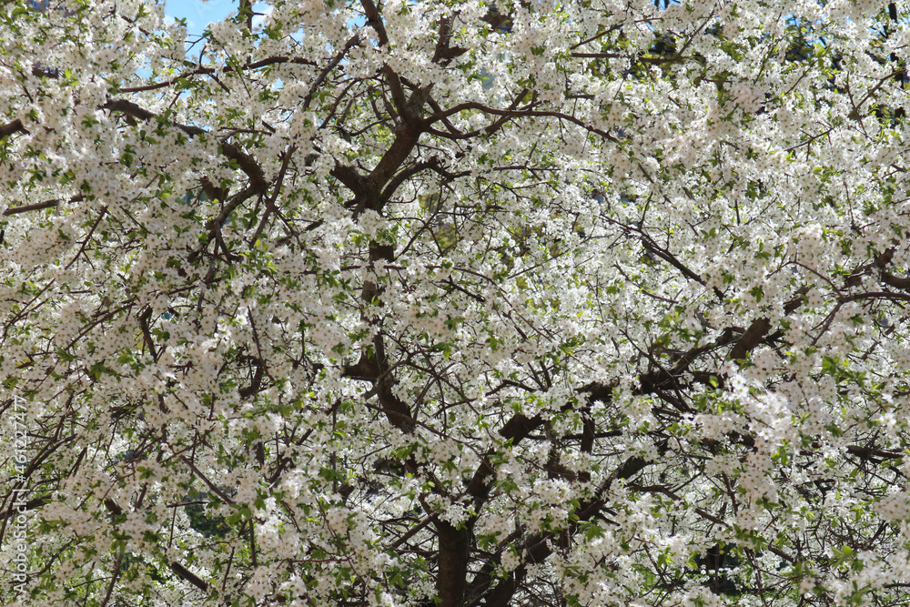 Сherry plum tree flowers. Beautiful branches of white Cherry blossoms in the spring garden on blue sky background. Nature floral pattern texture. Сherry plum tree flowers. Beautiful branches of white Cherry blossoms in the spring garden on blue sky background. Nature floral pattern texture.