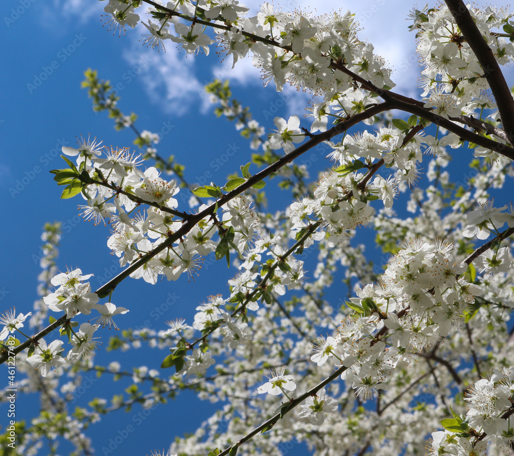Сherry plum tree flowers. Beautiful branches of white Cherry blossoms in the spring garden on blue sky background. Nature floral pattern texture. Сherry plum tree flowers. Beautiful branches of white Cherry blossoms in the spring garden on blue sky background. Nature floral pattern texture.