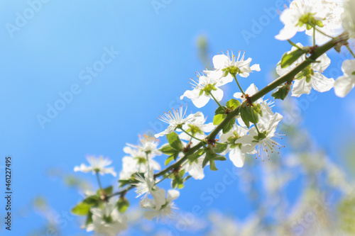 Сherry plum flowers on blue sky background. Beautiful branches of white Cherry blossoms in the spring garden. Nature floral pattern texture.