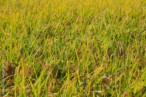 Korean traditional rice farming. Rice farming landscape in autumn. Rice field and the sky in, Gimpo-si, Gyeonggi-do,Republic of Korea.