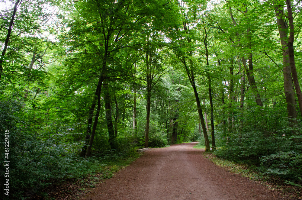 path in the middle of a forest