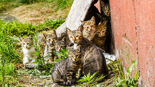 Canvas Print Group of homeless tabby kittens in a city street near the old house