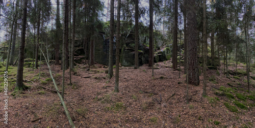Fototapeta Naklejka Na Ścianę i Meble -  walking in a Finnish forest in the autumn 
