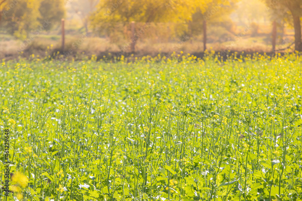 Mustard crop growing in mustard field in rural area of India with