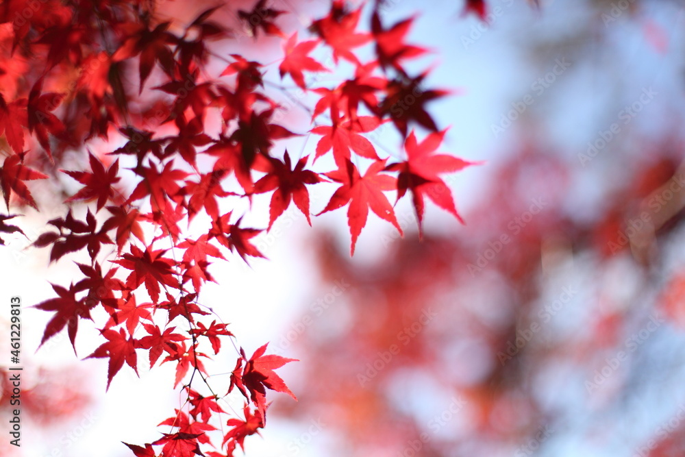 紅葉 紅葉
