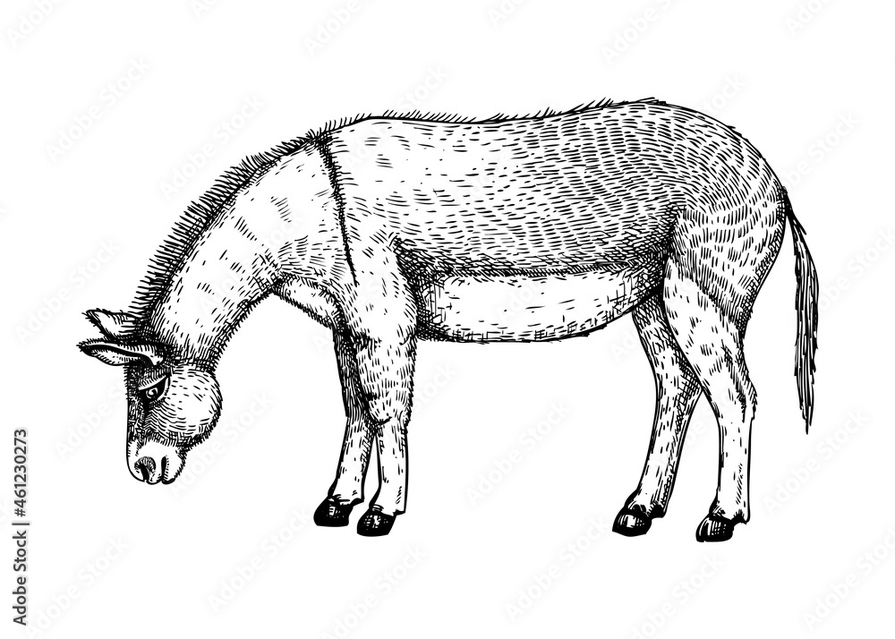 Hand-sketched donkey vector illustration. Farm animal hand drawing. Cute donkey sketch. Vintage animal. Perfect for recipe, menu, label, icon, packaging, Hand-sketched donkey vector illustration. Farm animal hand drawing. Cute donkey sketch. Vintage animal. Perfect for recipe, menu, label, icon, packaging,