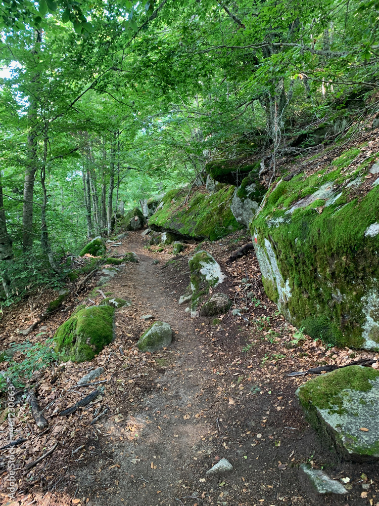Fototapeta premium Forêt Corse GR20