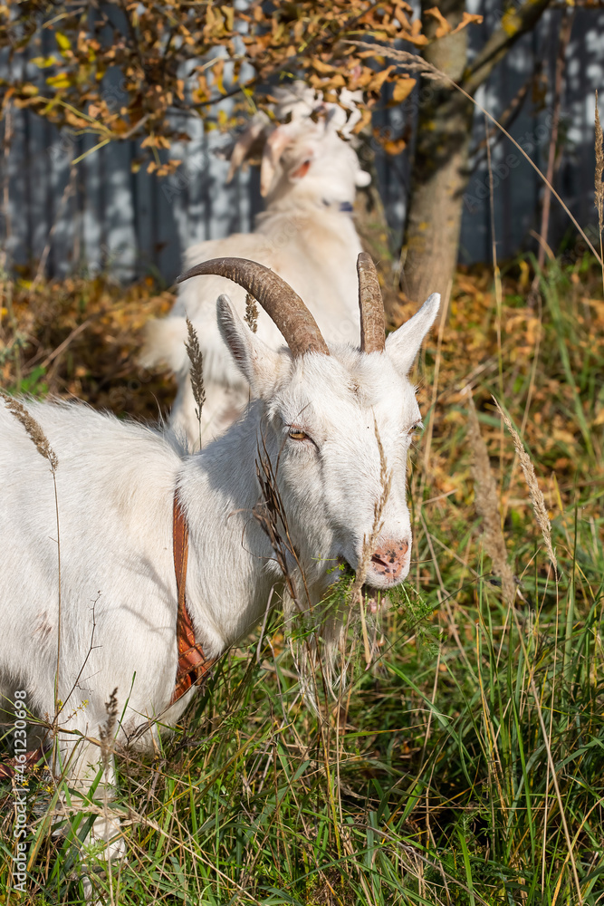 White little goat in the village autumn time White little goat in the village autumn time