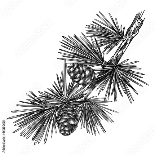 Larch vector illustration. Hand-sketched conifer tree drawing. Winter tree branch sketch. Perfect for Christmas cards, invitation, banner, label, icon, packaging,