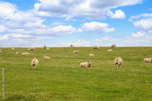 A sheep herd on the dyke in Büsum, North sea - Germany
