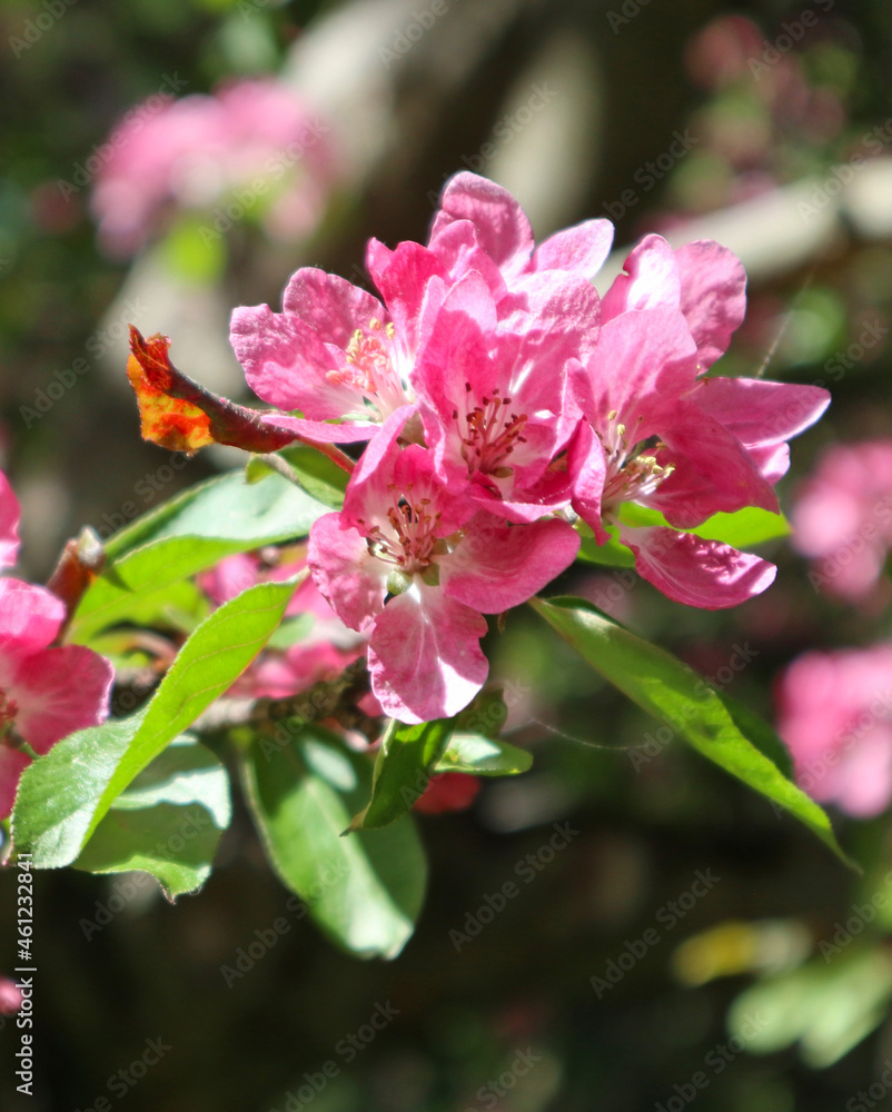 Pink Сherry flowers closeup. Beautiful branches of Cherry blossoms in the spring garden. Nature floral pattern texture.