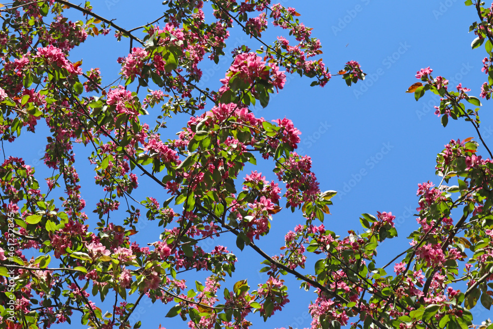 Pink Сherry flowers on blue sky background. Beautiful branches of Cherry blossoms in the spring garden. Nature floral pattern texture.