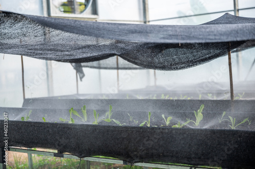 Modern vegetable growing gl...
