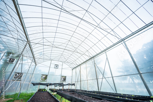 Modern vegetable growing gl...