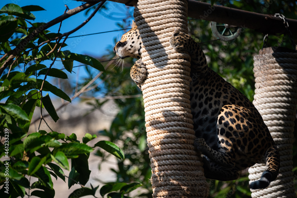 Fototapeta premium Beautiful adult leopard sitting near water lake in open and dense forest looking away during daytime under sunlight