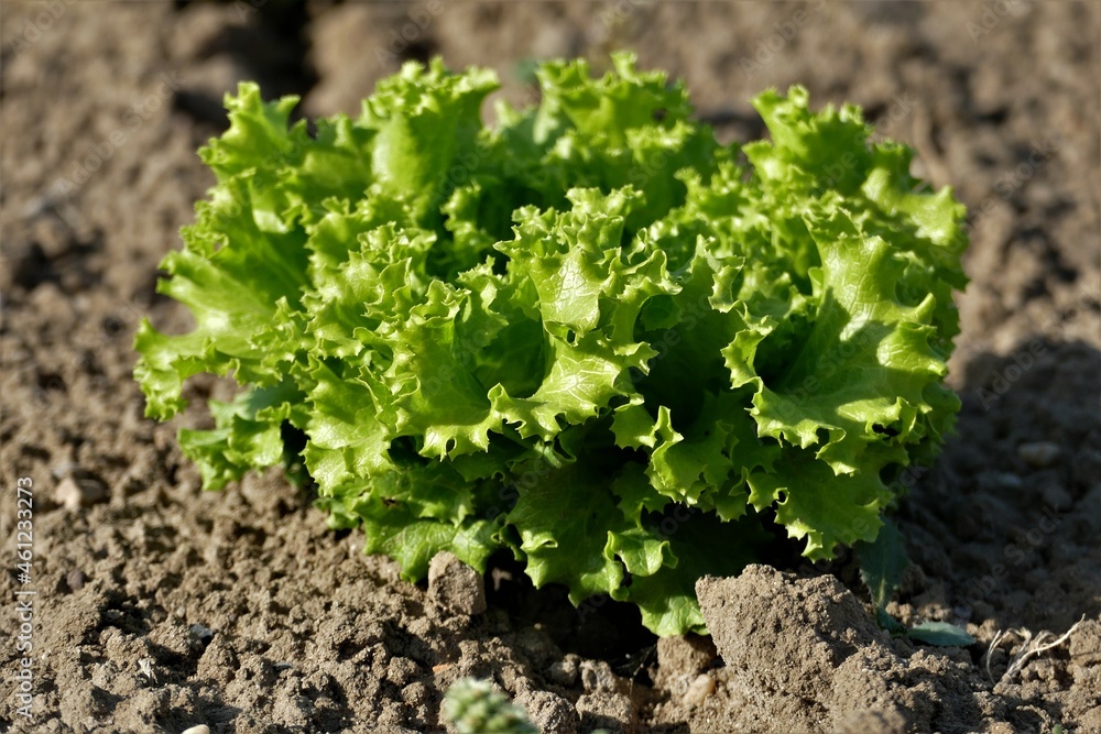 Grüner, krauser Salatkopf auf dem Feld