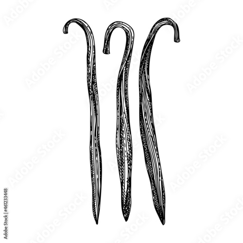 Hand sketched vanilla sticks illustration. Aromatic spices collection Vanilla beans in bundle hand drawing. Vector exotic spice sketch. Perfect for packaging, recipes, menu, label, logotypes, banners