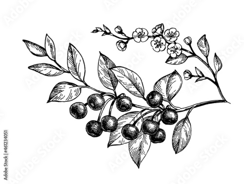 Ink sketch of cherry branches.