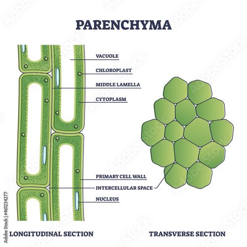 Parenchyma as ground filler tissue for plant stem and roots outline diagram. Labeled educational microscopic explanation with structure from longitudinal and transverse section vector illustration. photo