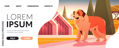 Short-haired saint bernard dog walking outdoor furry friend domestic animal concept full length horizontal