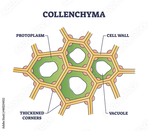 Collenchyma as ground tissue with thick supportive walls outline diagram. Labeled educational structure explanation with protoplasm and vacuole location vector illustration. Plant structural strength.
