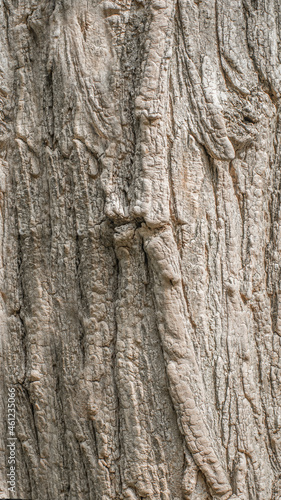 Gasoline trunk texture 1 for background, wallpaper, material for texture 3D