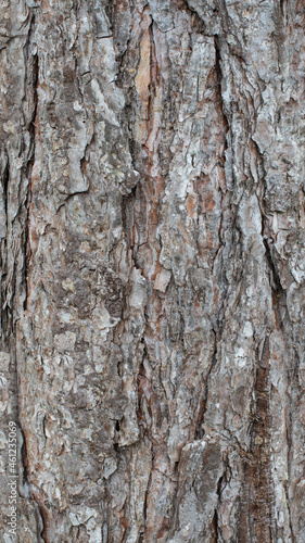 Gasoline trunk texture 2 for background, wallpaper, material for texture 3D