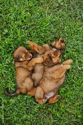 Little puppys Newfoundland, running around, playing in the summer park on green grass outdoor.. © bondarillia
