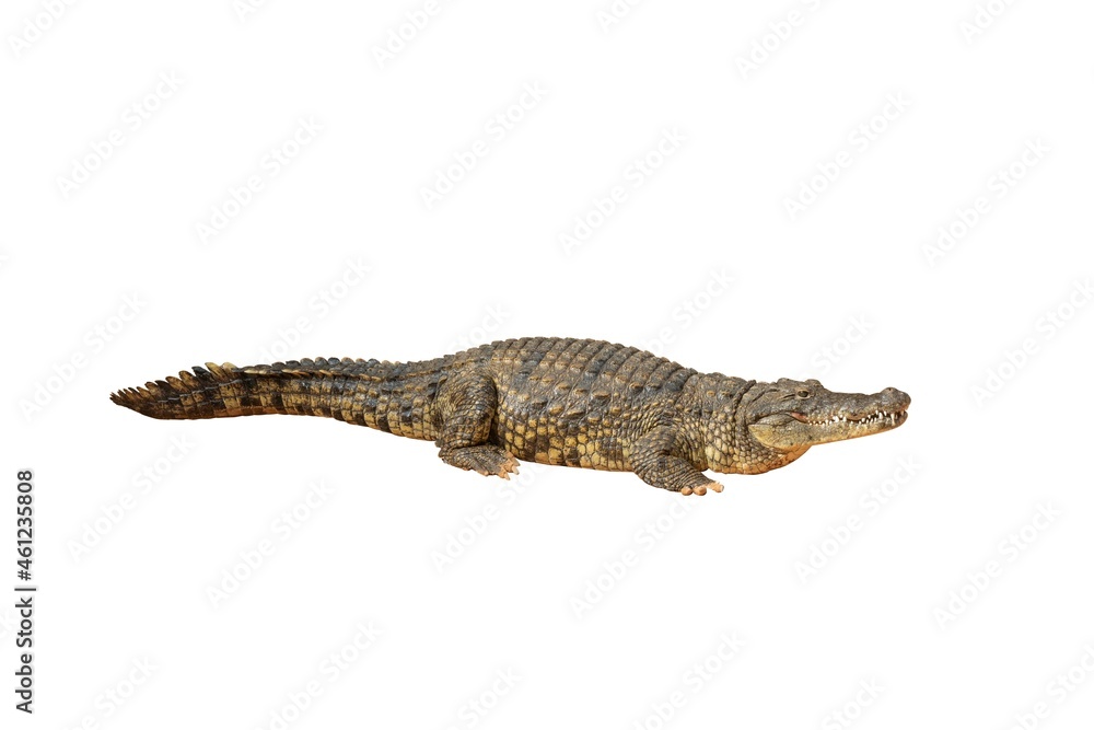 Naklejka premium Crocodile on white background