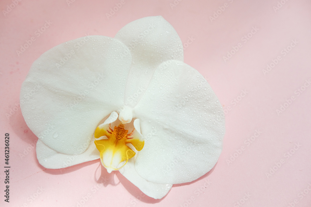 white orchids on a pink background. top view . place for text white orchids on a pink background. top view . place for text