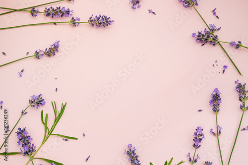 lavender flowers on a pink background. top view, space for text