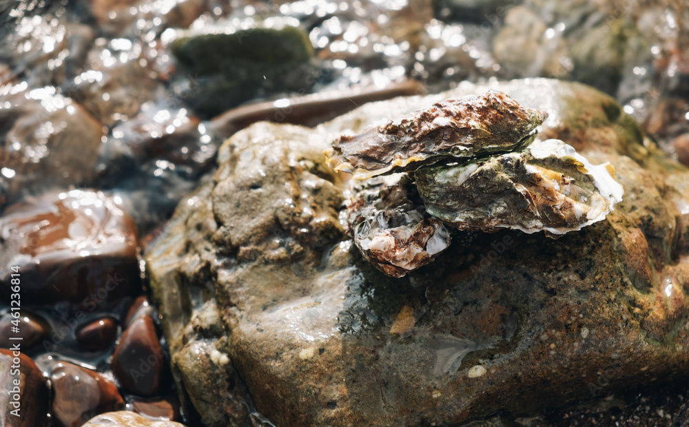 Freshly caught fresh closed oysters are lying on a large stone on the seashore, close-up. Freshly caught fresh closed oysters are lying on a large stone on the seashore, close-up.