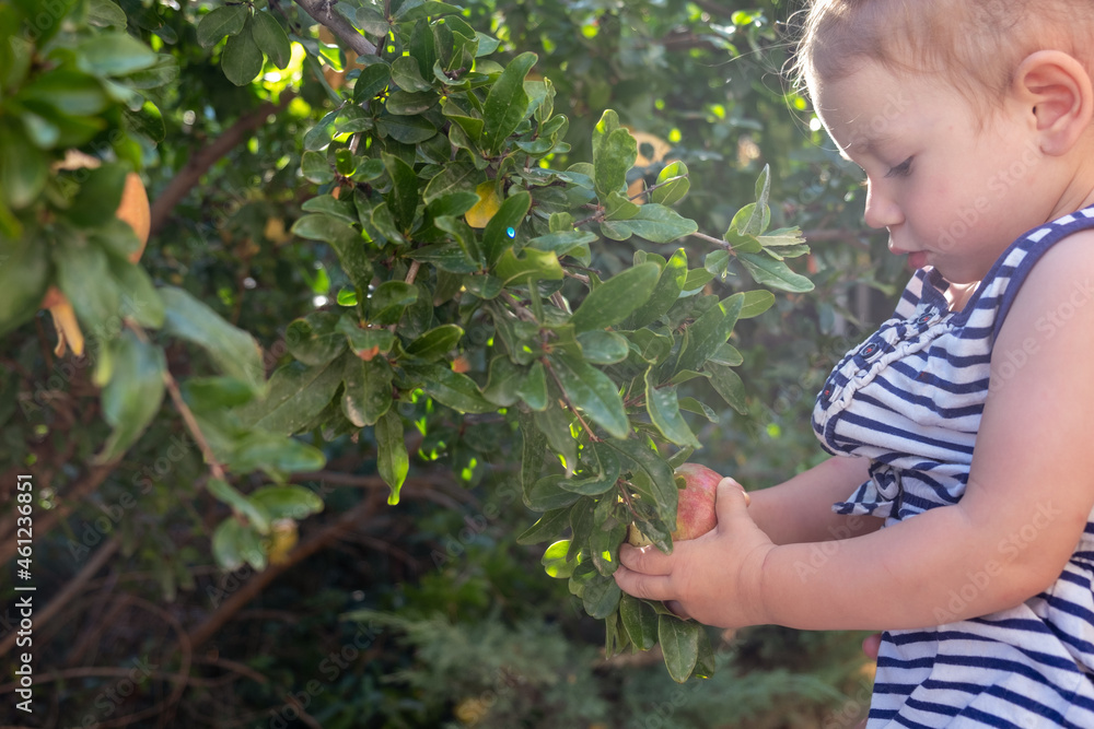 A little cute girl picks a ripe pomegranate fruit from a branch. A little cute girl picks a ripe pomegranate fruit from a branch.