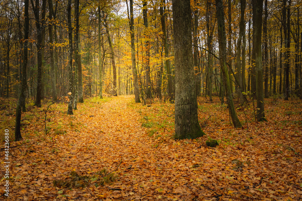 Path through the autumn dark orange forest Path through the autumn dark orange forest