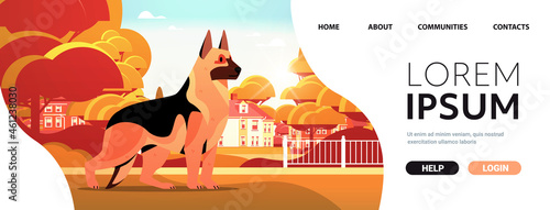 german shepherd walking outdoor cute dog furry human friend domestic animal concept