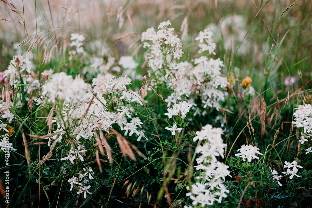different herbs in the field different herbs in the field