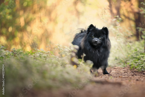 German spitz black dog in forest