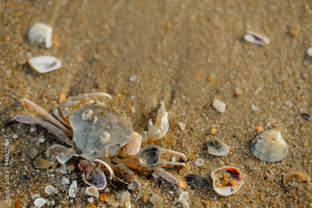 crab on a sandy beach. inhabitants of the sea