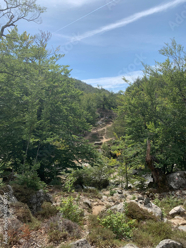 Arbres dans la forêt corse GR20