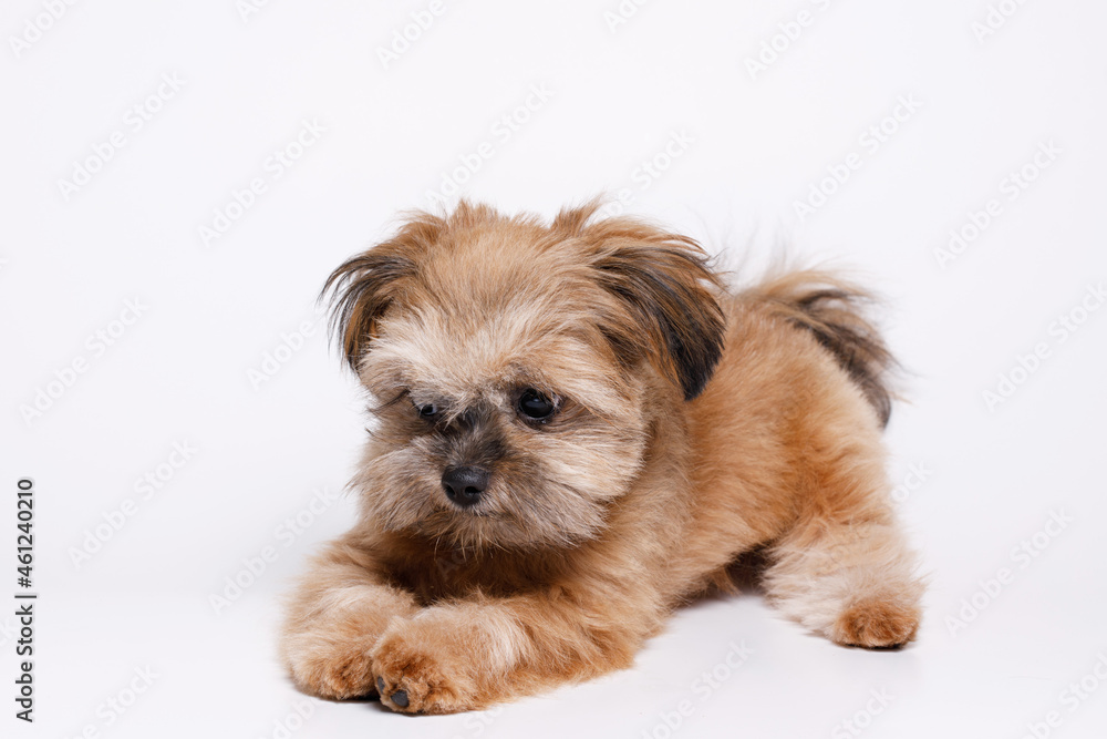 Portrait of cute puppy Shih tzu. Little smiling dog on white background. Free space for text. Portrait of cute puppy Shih tzu. Little smiling dog on white background. Free space for text.