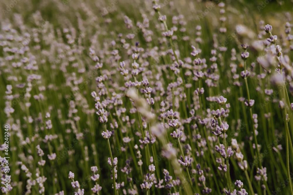 Fototapeta premium lavender field provence
