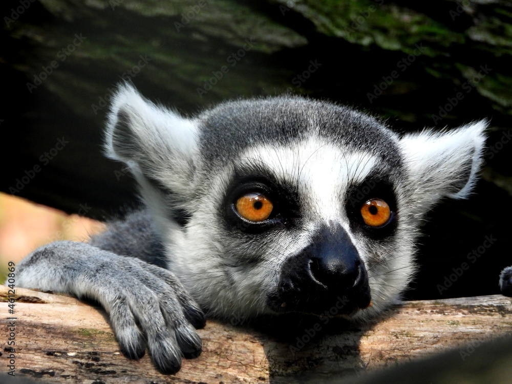 Obraz premium verträumter Katta im Tierpark Ueckermünde