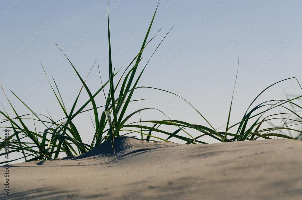 SEA GRASS - A wild plant in the dunes 