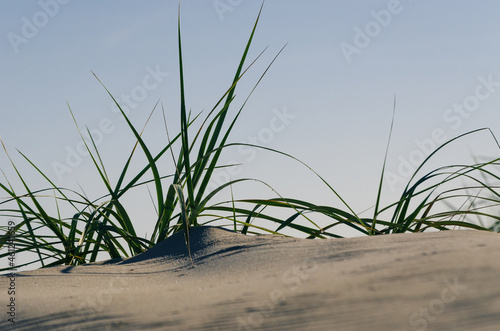 SEA GRASS - A wild plant in the dunes 