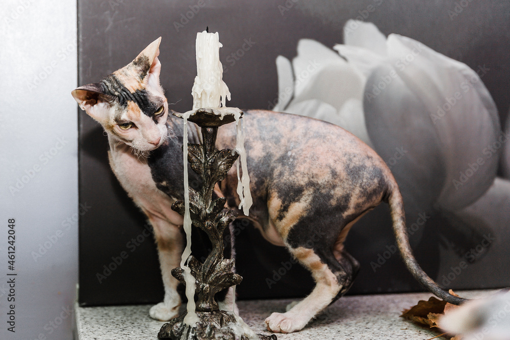 Close-up portrait of adult hairless Don Sphinx with candlestick on gray background