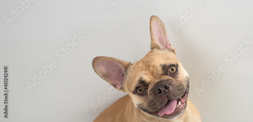 Dog french bulldog on a light background.