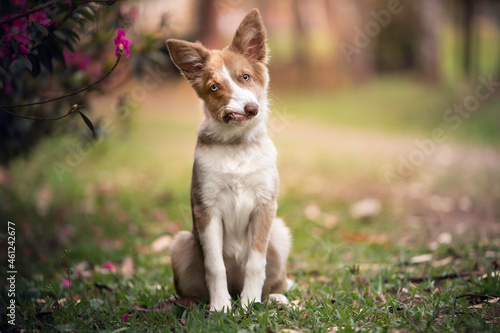 Special border collie sitting