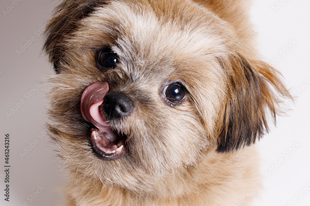 Portrait of cute puppy Shih tzu. Little smiling dog on white background. Free space for text. Portrait of cute puppy Shih tzu. Little smiling dog on white background. Free space for text.