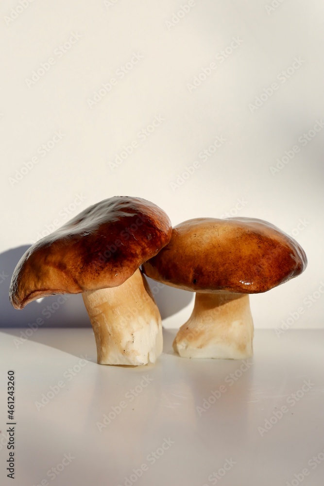 autumn porcini mushrooms on a light background autumn porcini mushrooms on a light background